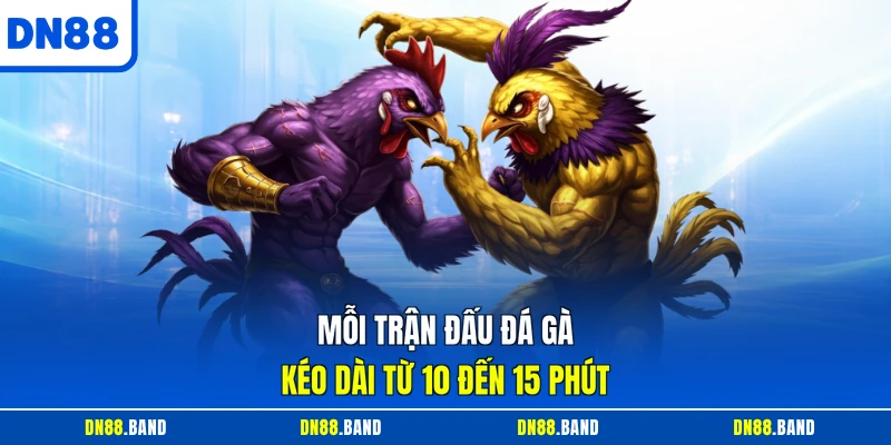 Mỗi trận đấu đá gà kéo dài từ 10 đến 15 phút